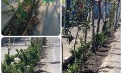 کاشت ۱۵۰۰ گلدان یاس هلندی در بزرگراه شهید حکیم توسط شهرداری منطقه ۳ 


