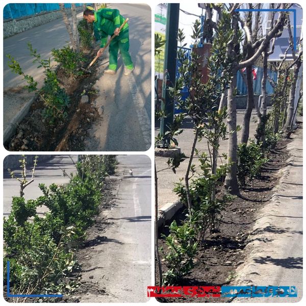 کاشت ۱۵۰۰ گلدان یاس هلندی در بزرگراه شهید حکیم توسط شهرداری منطقه ۳