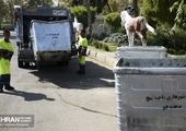 مدیرعامل سازمان مدیریت پسماند متولی تنظیف شهر تهران شد
