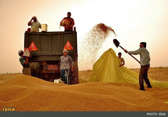 گران‌فروشی گندم ربطی به دولت ندارد
