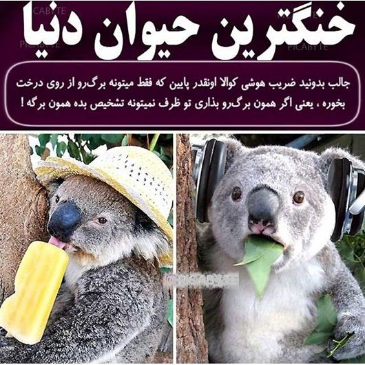 خنگ ترین حیوان دنیا+عکس