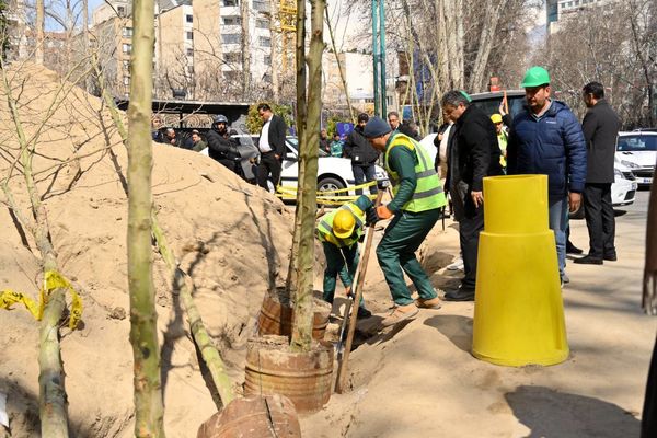 اولین مرحله جایگزینی درختان آسیب دیده و خشک خیابان حضرت ولیعصر (عج) انجام شد