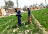 تاکنون‌ در سطح بیش از ۴۲۰۰۰ هکتار مبارزه بر علیه سن مادر در مزارع استان مرکزی انجام شده است